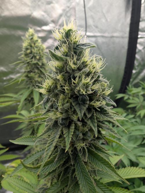 More Banana. Week 8