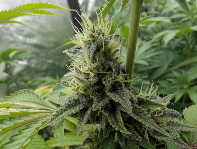 More Banana. Week 8
