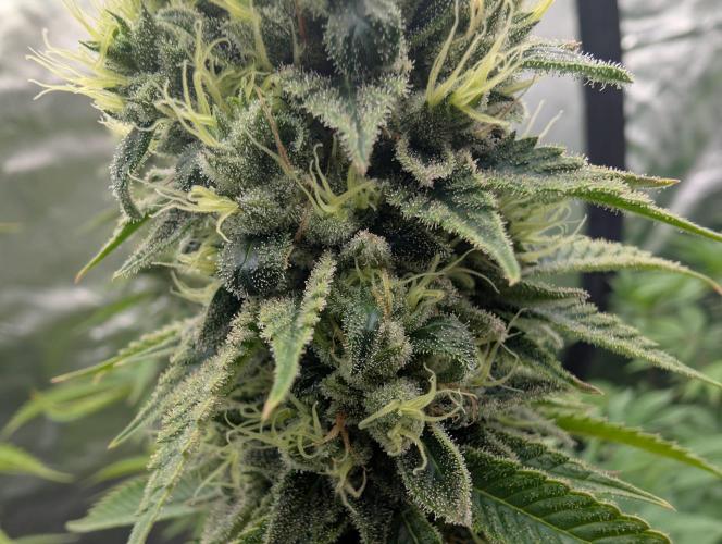 More Banana. Week 8
