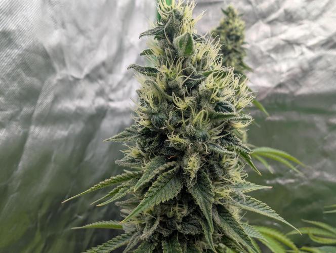 More Banana. Week 8