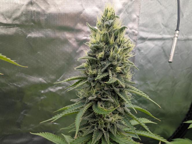 More Banana. Week 8