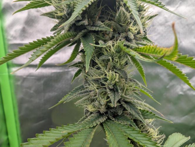 More Banana. Week 8