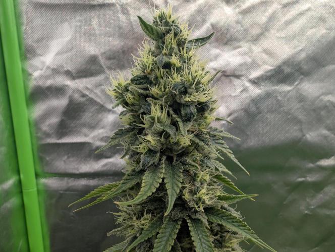 More Banana. Week 8