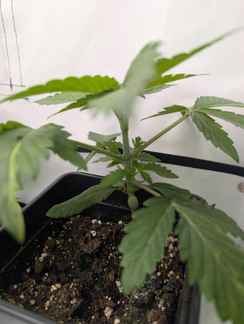 B B B. Week 2