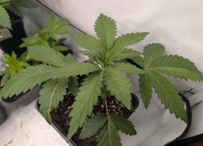 B B B. Week 2