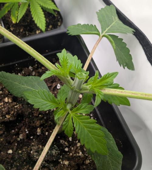 B B B. Week 2