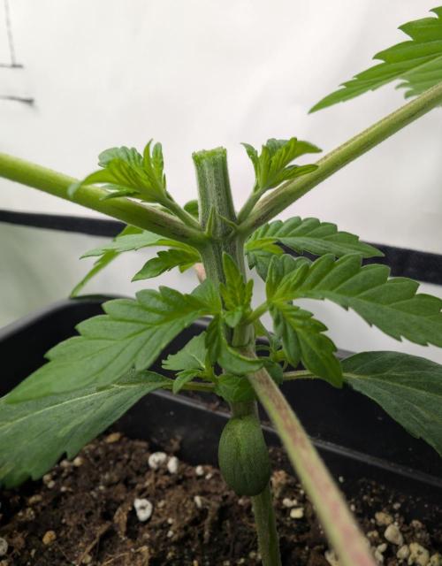 B B B. Week 2