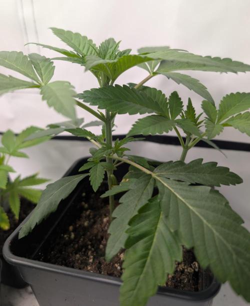 double cherry. Week 2