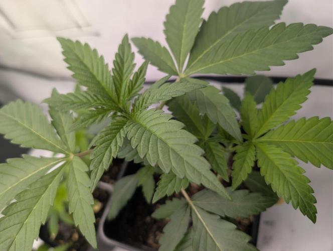 double cherry. Week 2