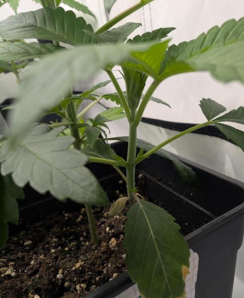 double cherry. Week 2