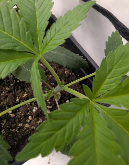 double cherry. Week 2