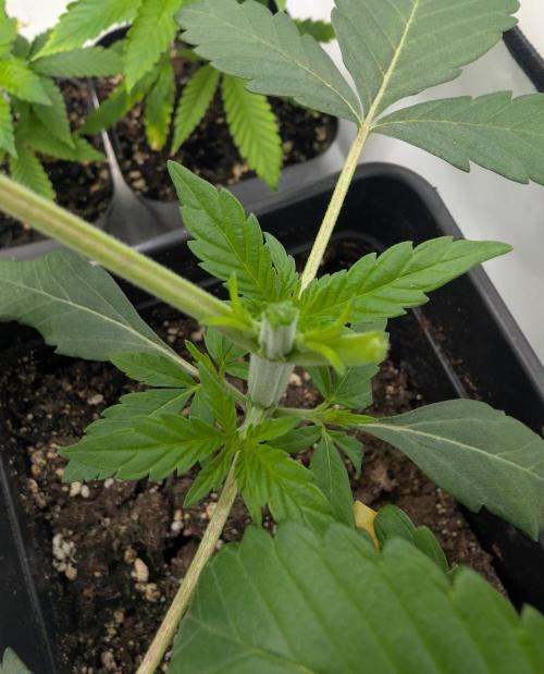 double cherry. Week 2