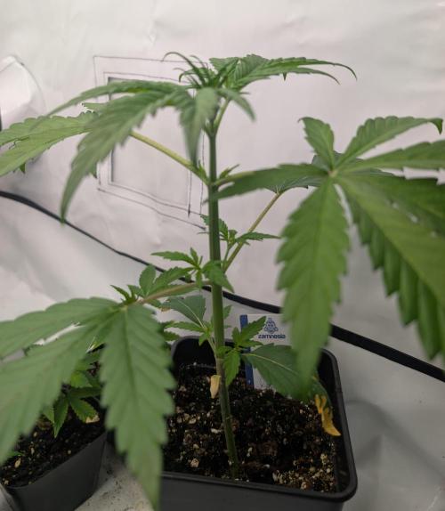 Big Blackberry. Week 2