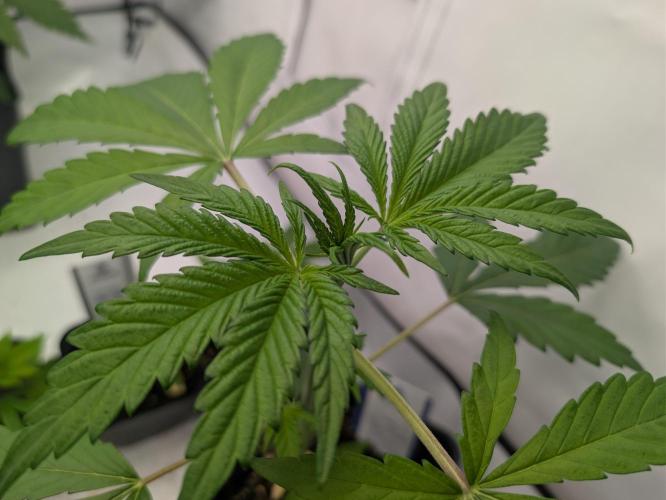 Big Blackberry. Week 2