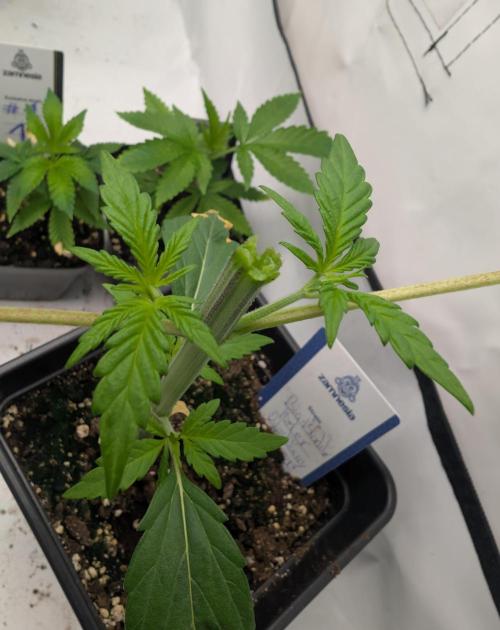 Big Blackberry. Week 2