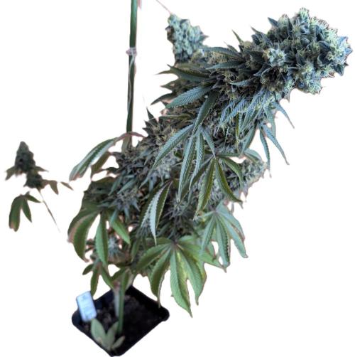 More Banana. Week 9