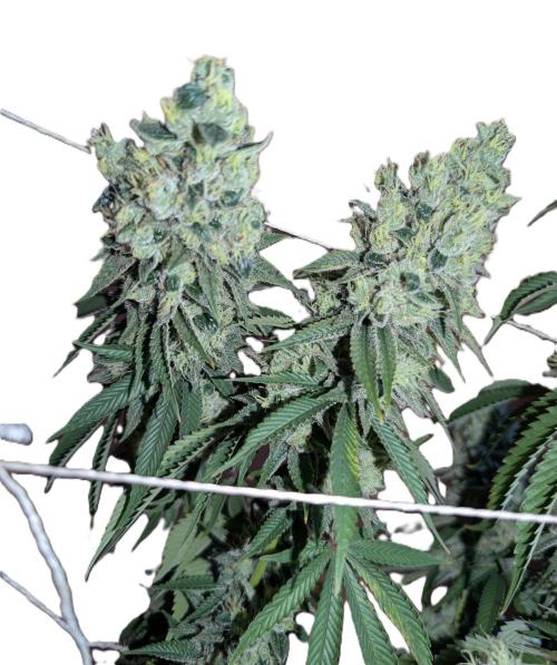 More Banana. Week 9