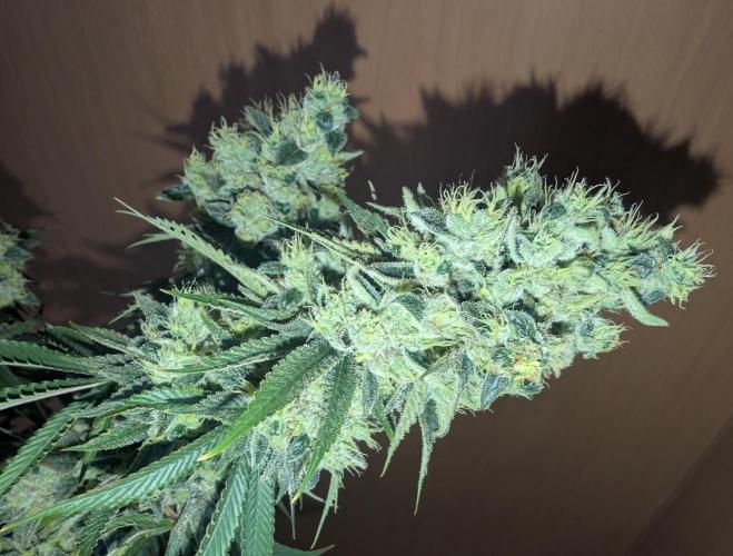 More Banana. Week 9