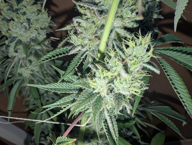 More Banana. Week 9