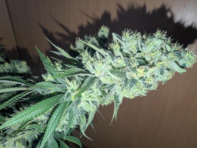 More Banana. Week 9
