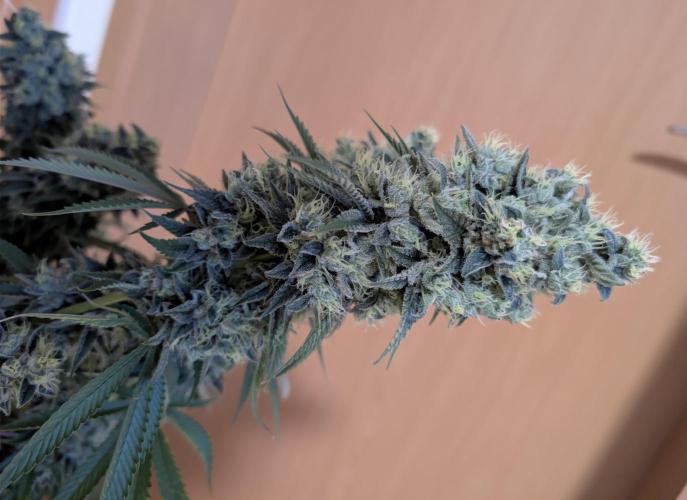 More Banana. Week 9