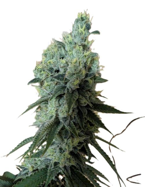More Banana. Week 9