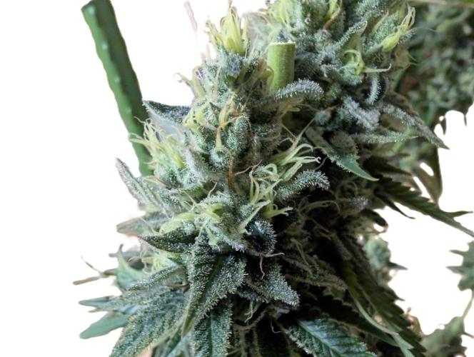 More Banana. Week 9