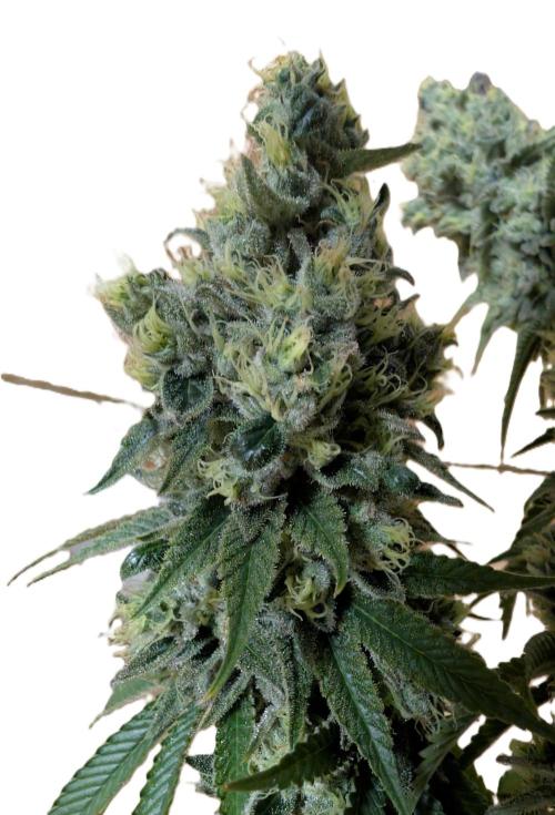 More Banana. Week 9