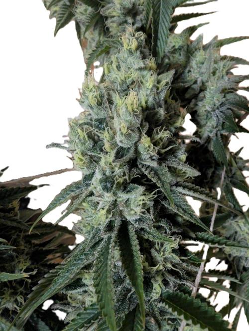 More Banana. Week 9