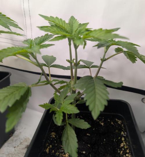 B B B. Week 4