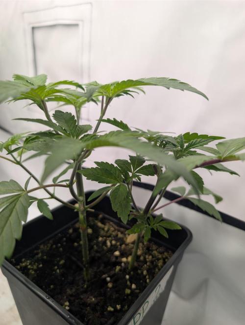 double cherry. Week 4