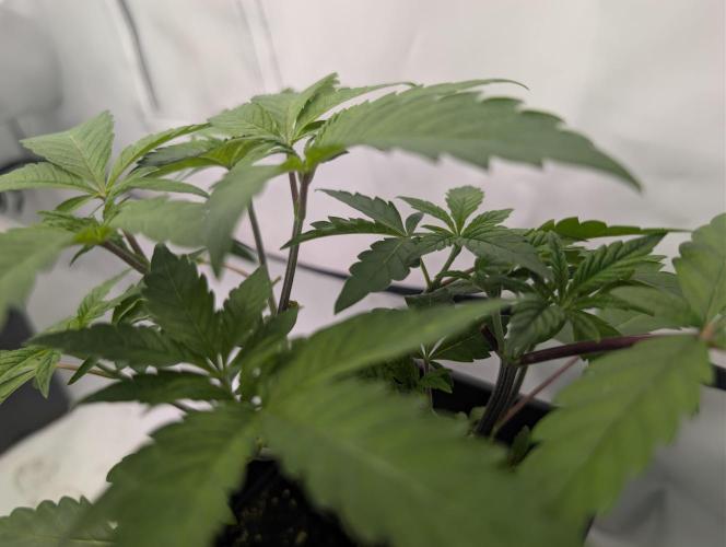 double cherry. Week 4
