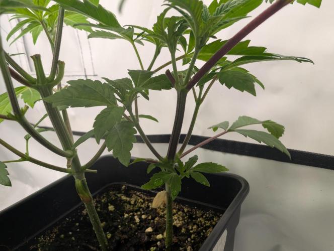 double cherry. Week 4