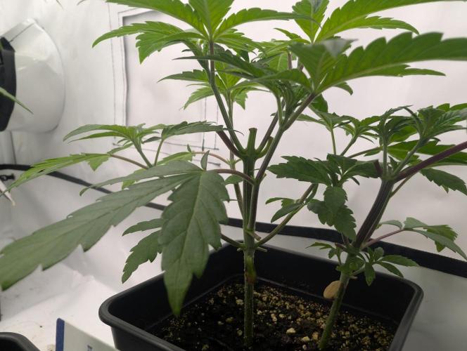 double cherry. Week 4