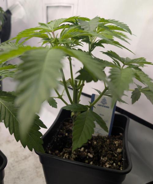 raisin. Week 4
