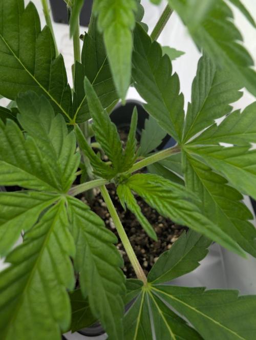 Grapevine Candy. Week 4