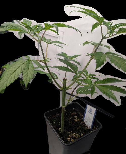 Big Blackberry. Week 4