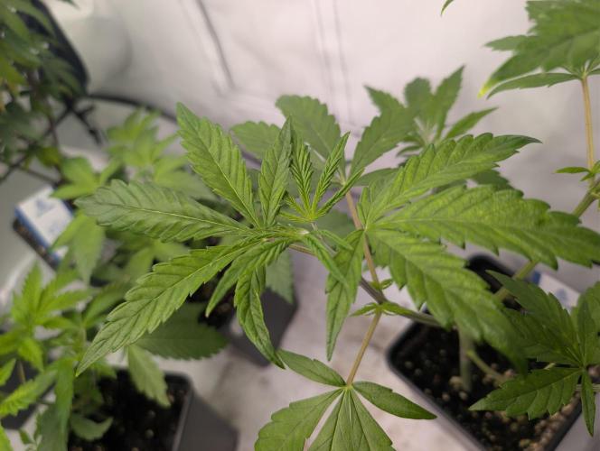 Big Blackberry. Week 4