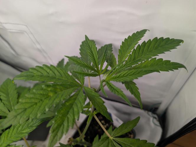 Big Blackberry. Week 4