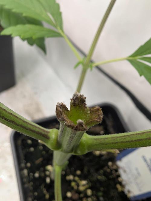 Big Blackberry. Week 4