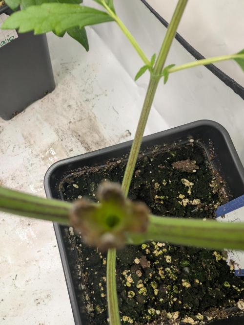 Blackberry Herer. Week 4