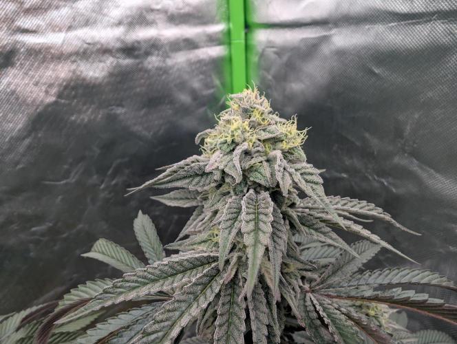 Chase the pie. Week 19 - #6
