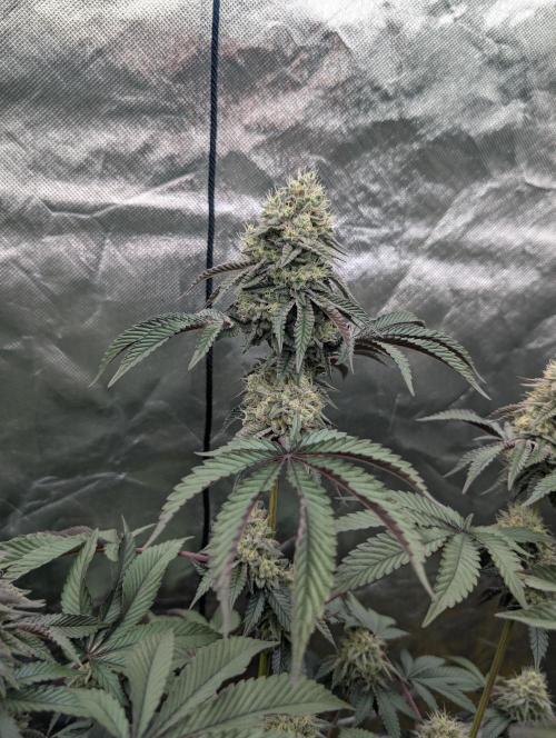 Pink Pie. Week 19