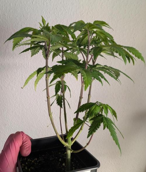 B B B. Week 8