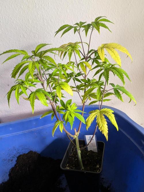 Big Blackberry. Week 8