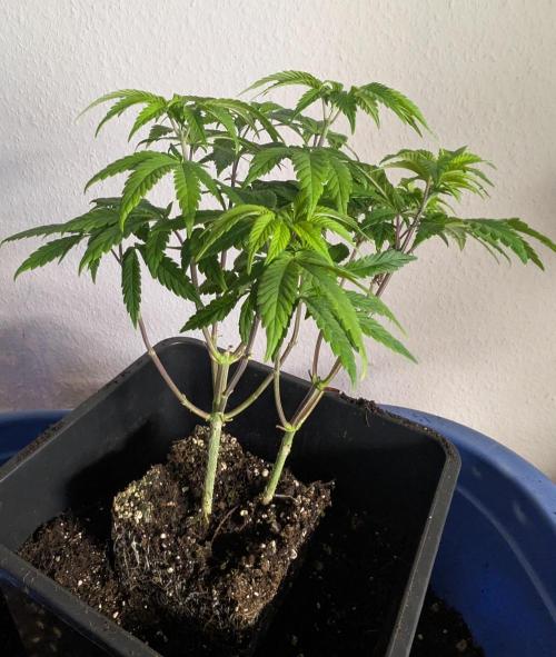 double cherry. Week 8