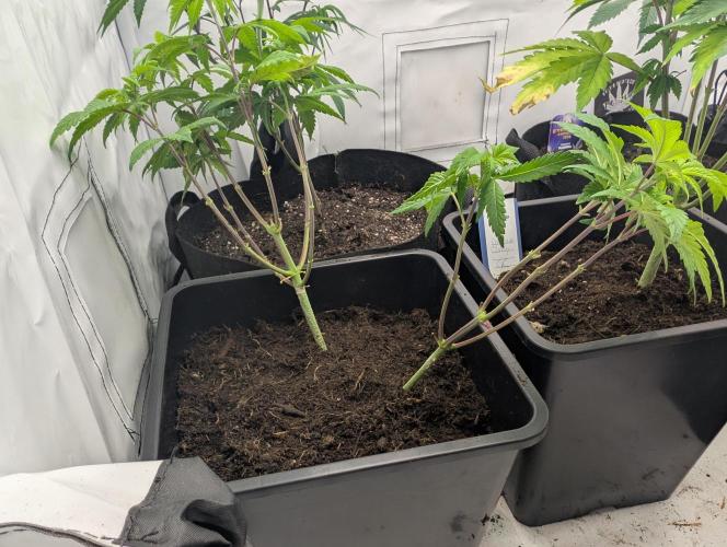 double cherry. Week 8
