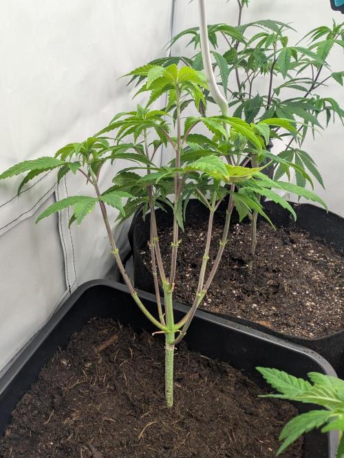 double cherry. Week 8