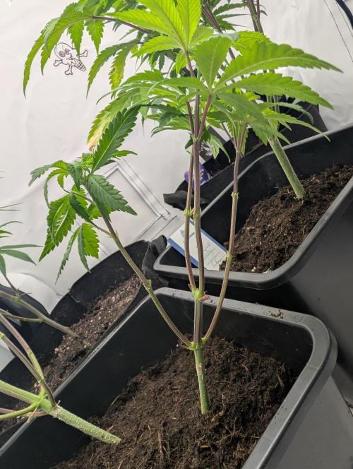double cherry. Week 8