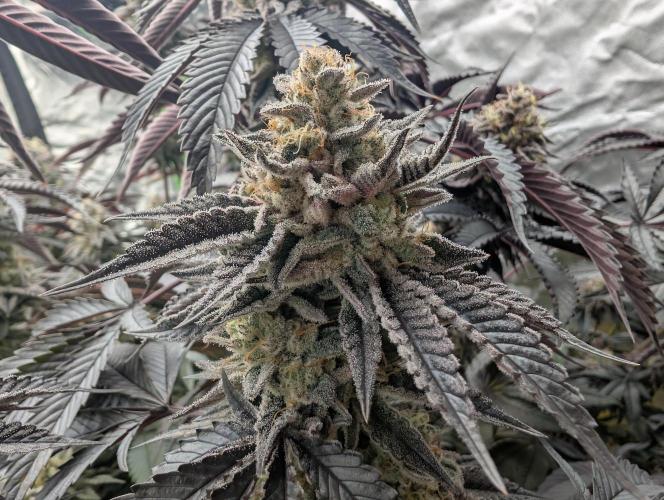 Chase the pie. Week 20 - #5 budrot